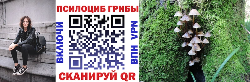Купить  Сунжа  Галлюциногенные грибы Psilocybe 
